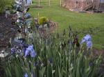 IrisesANotherView.jpg