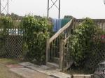 MorningGloriesOnPoolSteps.jpg
